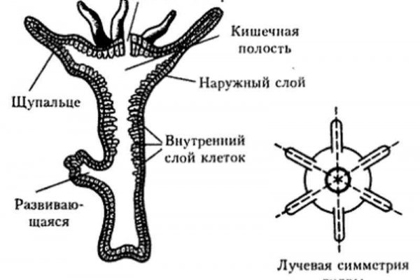 Кракен что это за маркетплейс
