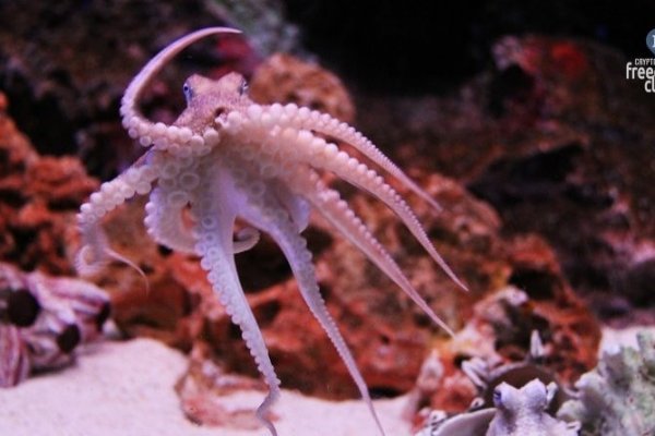 Кракен сайт вход kraken torion