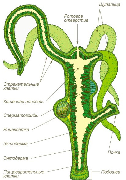 Kraken tor зеркало
