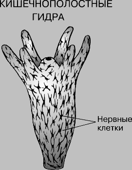 Кракен ссылка зайти